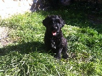 CHIOT