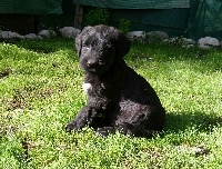 CHIOT