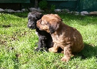 CHIOT